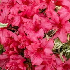 Rhododendron 'Bollywood' -Garden Plants Sales 510717 3