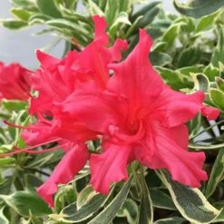 Rhododendron 'Bollywood' -Garden Plants Sales 510717 4