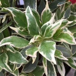 Rhododendron 'Bollywood' -Garden Plants Sales 510717 5