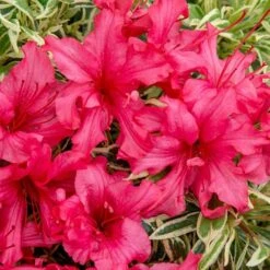 Rhododendron 'Bollywood' -Garden Plants Sales 510717 6