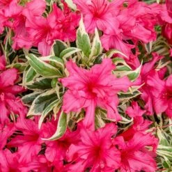 Rhododendron 'Bollywood' -Garden Plants Sales 510717 7