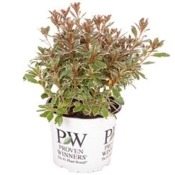 Rhododendron 'Bollywood' -Garden Plants Sales 510717 8