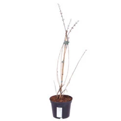 White Forsythia Abeliophyllum Distichum 10 White Forsythia Abeliophyllum Distichum -Garden Plants Sales 510720 3