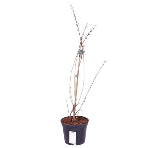 White Forsythia Abeliophyllum Distichum 6 White Forsythia Abeliophyllum Distichum - Image 4