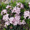 Daphne 'Pink Fragrance' -Garden Plants Sales 510732