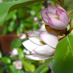 Magnolia 'Fairy Blush'