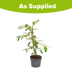 Magnolia 'Fairy Blush' 15 Magnolia 'Fairy Blush' -Garden Plants Sales 510733 6