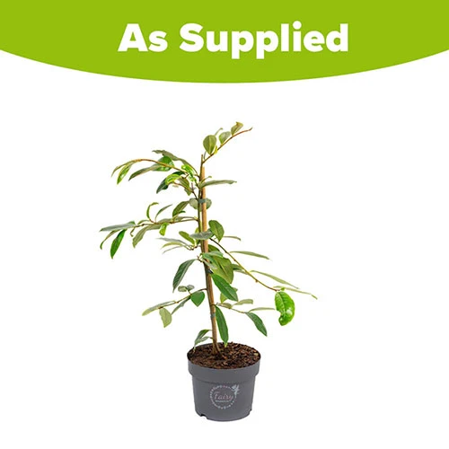 Magnolia 'Fairy Blush' 9 Magnolia 'Fairy Blush' - Image 7