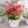 Nandina 'Obsessed' - Sacred Bamboo -Garden Plants Sales 510759