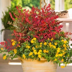 Nandina 'Obsessed' - Sacred Bamboo -Garden Plants Sales 510759 2