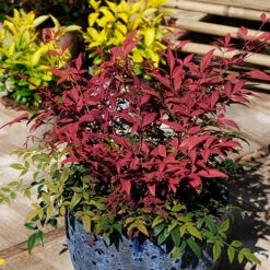 Nandina 'Obsessed' - Sacred Bamboo -Garden Plants Sales 510759 3