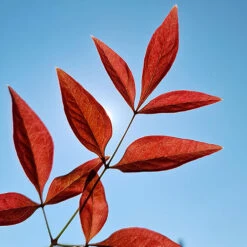 Nandina 'Obsessed' - Sacred Bamboo -Garden Plants Sales 510759 4