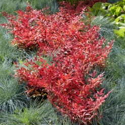 Nandina 'Obsessed' - Sacred Bamboo -Garden Plants Sales 510759 5