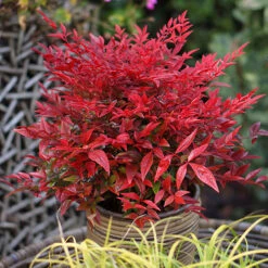 Nandina 'Obsessed' - Sacred Bamboo -Garden Plants Sales 510759 6