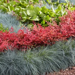 Nandina 'Obsessed' - Sacred Bamboo -Garden Plants Sales 510759 7