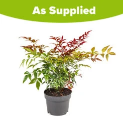 Nandina 'Obsessed' - Sacred Bamboo -Garden Plants Sales 510759 8