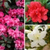 Rhododendrons (Japanese Azalea) Collection -Garden Plants Sales 510804