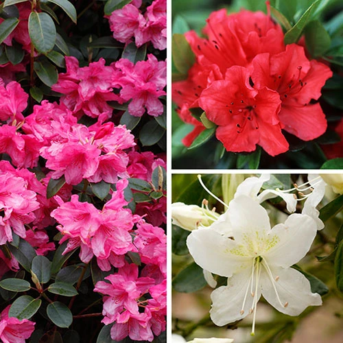 Rhododendrons (Japanese Azalea) Collection 3 Rhododendrons (Japanese Azalea) Collection