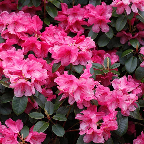 Rhododendrons (Japanese Azalea) Collection 4 Rhododendrons (Japanese Azalea) Collection - Image 2