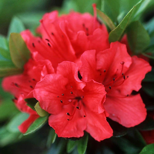 Rhododendrons (Japanese Azalea) Collection 5 Rhododendrons (Japanese Azalea) Collection - Image 3