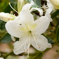 Rhododendrons (Japanese Azalea) Collection 10 Rhododendrons (Japanese Azalea) Collection -Garden Plants Sales 510804 3