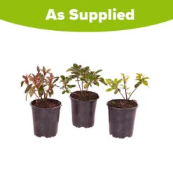 Rhododendrons (Japanese Azalea) Collection 11 Rhododendrons (Japanese Azalea) Collection -Garden Plants Sales 510804 4