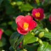 Camellia Vernalis 'Yuletide' -Garden Plants Sales 510818
