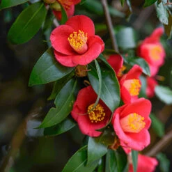 Camellia Vernalis 'Yuletide' -Garden Plants Sales 510818 2