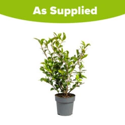 Camellia Vernalis 'Yuletide' -Garden Plants Sales 510818 3