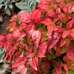 Nandina 'Fire Power' -Garden Plants Sales 510823 1