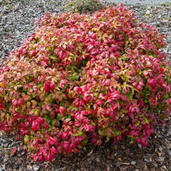 Nandina 'Fire Power' -Garden Plants Sales 510823 3