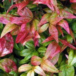 Nandina 'Fire Power' -Garden Plants Sales 510823 4