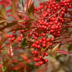 Nandina 'Fire Power' -Garden Plants Sales 510823 5