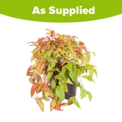 Nandina 'Fire Power' -Garden Plants Sales 510823 6