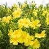 Halimium 'April Sun' In 2L Pot -Garden Plants Sales 510840