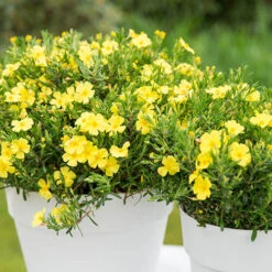 Halimium 'April Sun' In 2L Pot -Garden Plants Sales 510840 2