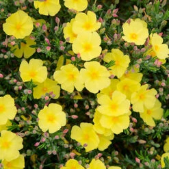 Halimium 'April Sun' In 2L Pot -Garden Plants Sales 510840 3