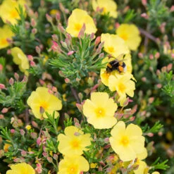 Halimium 'April Sun' In 2L Pot -Garden Plants Sales 510840 5