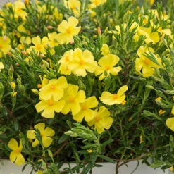 Halimium 'April Sun' In 2L Pot -Garden Plants Sales 510840 6