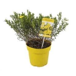 Halimium 'April Sun' In 2L Pot -Garden Plants Sales 510840 7