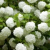 Snowball Tree Viburnum Opulus 'Roseum' -Garden Plants Sales 510895