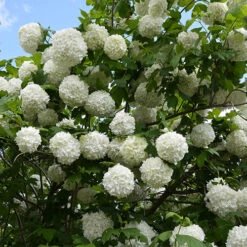 Snowball Tree Viburnum Opulus 'Roseum' -Garden Plants Sales 510895 2