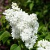 French Lilac Syringa Vulgaris ?Madame Lemoine' 2 French Lilac Syringa Vulgaris ?Madame Lemoine' -Garden Plants Sales 510908