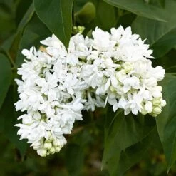 French Lilac Syringa Vulgaris ?Madame Lemoine' -Garden Plants Sales 510908 2
