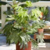 Caster Oil Plant Fatsia Japonica 'Spider's Web' -Garden Plants Sales 510910