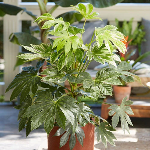 Caster Oil Plant Fatsia Japonica 'Spider's Web' 3 Caster Oil Plant Fatsia Japonica 'Spider's Web'