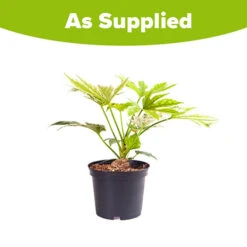 Caster Oil Plant Fatsia Japonica 'Spider's Web' 9 Caster Oil Plant Fatsia Japonica 'Spider's Web' -Garden Plants Sales 510910 3