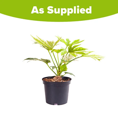 Caster Oil Plant Fatsia Japonica 'Spider's Web' 6 Caster Oil Plant Fatsia Japonica 'Spider's Web' - Image 4