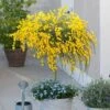Broom Cytisus 'Golden Tears' Standard