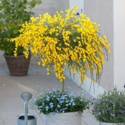 Broom Cytisus 'Golden Tears' Standard